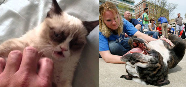 Cat Petting vs. Dog Petting: And the Winner Is…