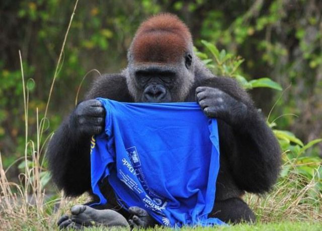 A Gorilla Gets Dressed in a T-Shirt
