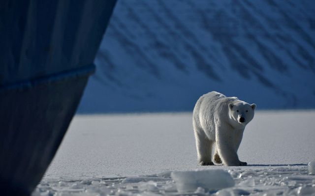 The Calm Before the Storm: Polar Bear Attacks