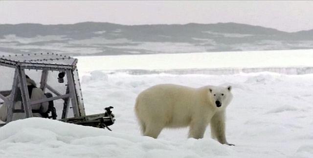The Calm Before the Storm: Polar Bear Attacks