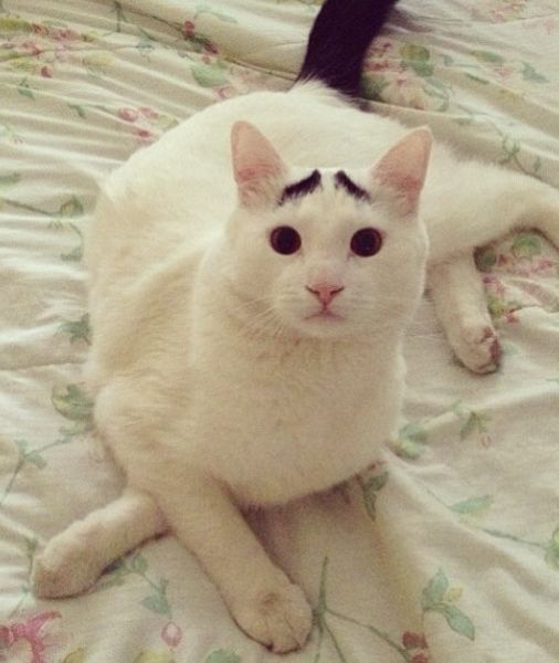 Have You Ever Seen Eyebrows on a Cat?