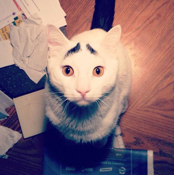 Have You Ever Seen Eyebrows on a Cat?
