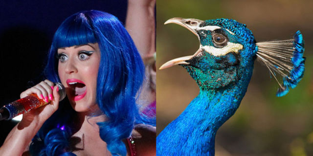 If Pop Stars Were Birds, This Is What They’d Be