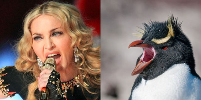 If Pop Stars Were Birds, This Is What They’d Be