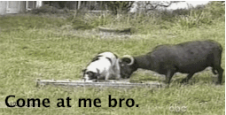 Animals Who Have the “Come at me bro” Nailed