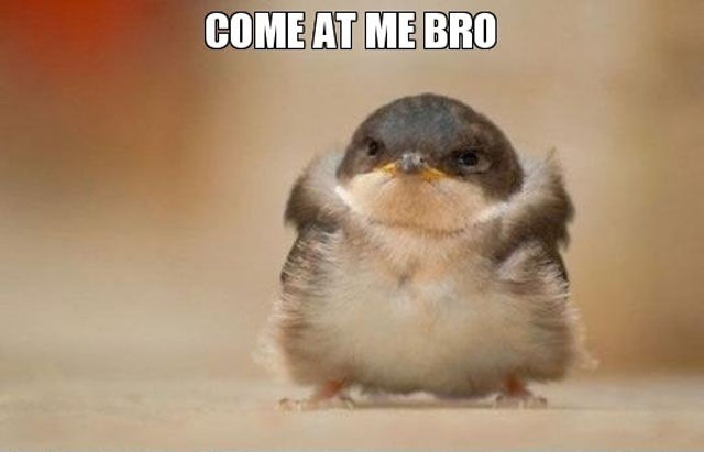 Animals Who Have the “Come at me bro” Nailed