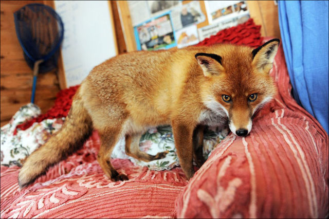 Pet Fox Is Just One of the Family