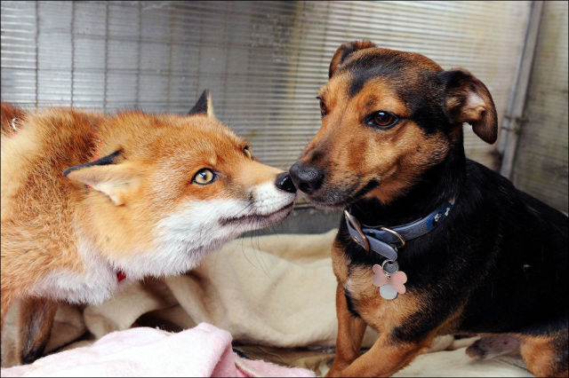 Pet Fox Is Just One of the Family