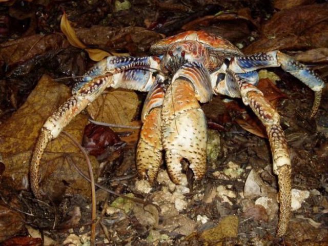 Giant Land-roaming Coconut Crab