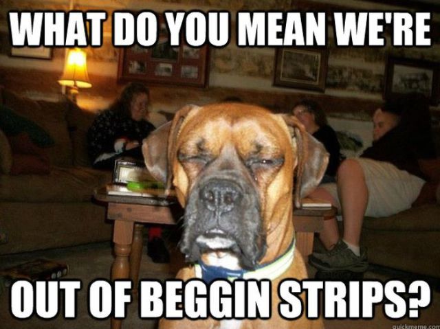 Dogs Say it Best in these Hilarious Memes