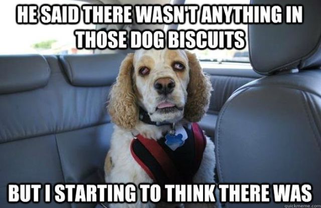 Dogs Say it Best in these Hilarious Memes