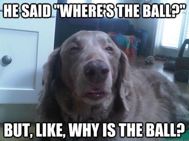 Dogs Say it Best in these Hilarious Memes