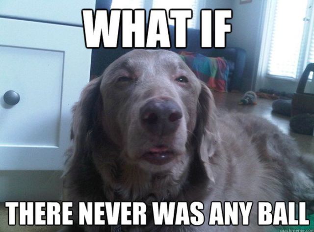 Dogs Say it Best in these Hilarious Memes
