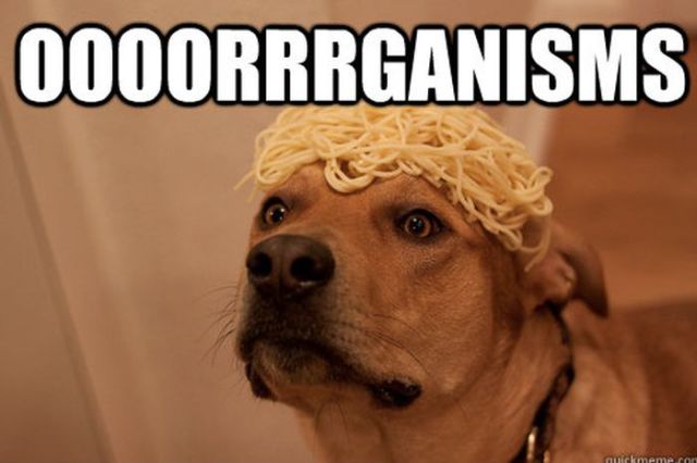 Dogs Say it Best in these Hilarious Memes (49 pics ...