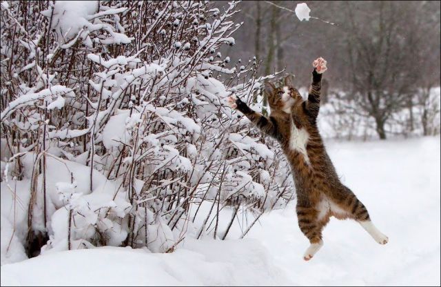 Cats Have Snow Days Too