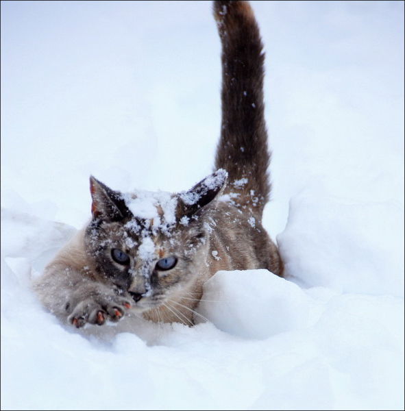 Cats Have Snow Days Too