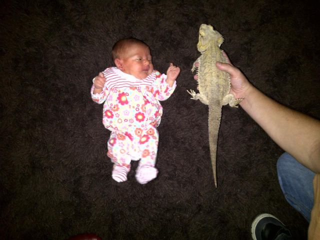 My daughter and my bearded dragon