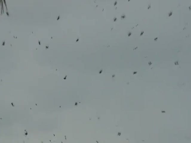 Creepy Sight of the Day: Sky Spiders 