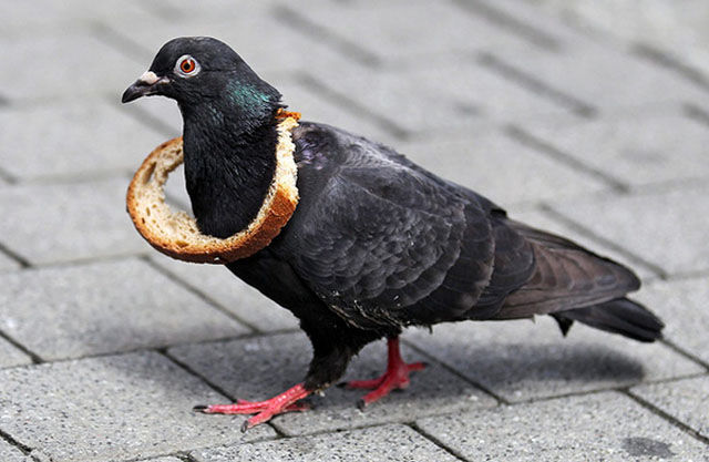 Proof that Pigeons are the Coolest Birds Ever