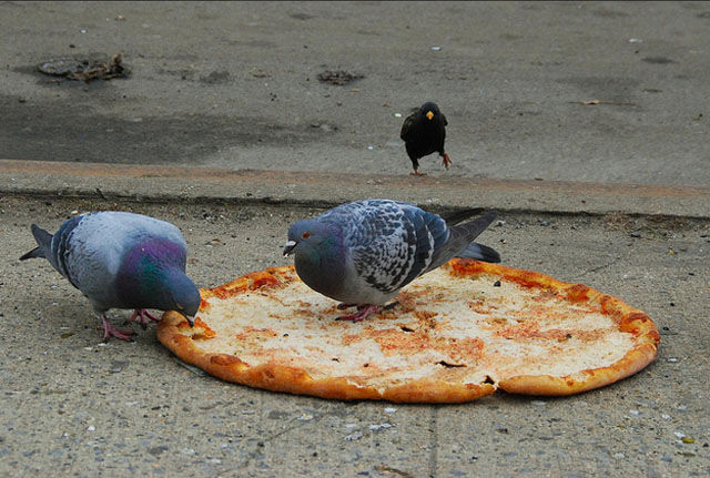 Proof that Pigeons are the Coolest Birds Ever