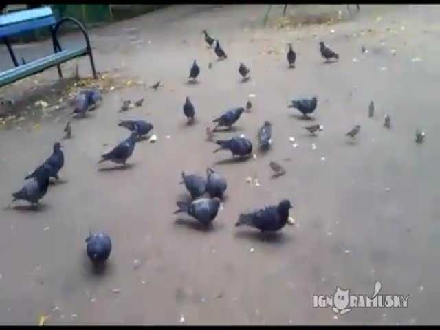 Chihuahua Crashes Pigeon Party 