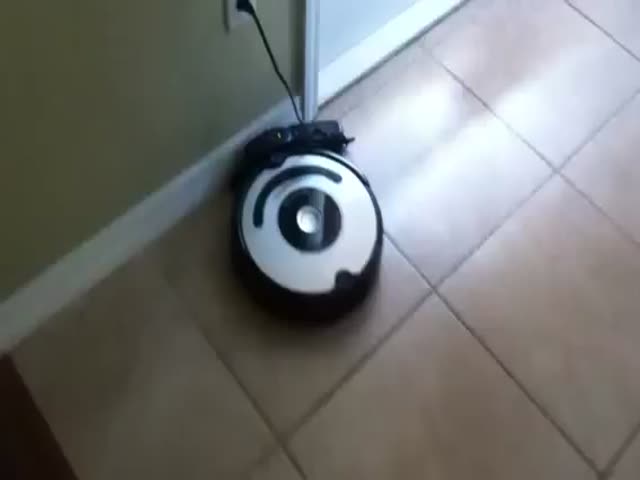 Roombas and Puppies Don’t Mix Well 