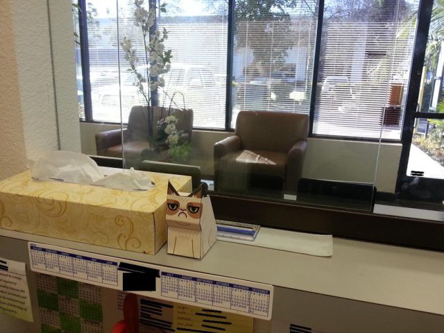 Grumpy Cat is the Perfect Office Decoration