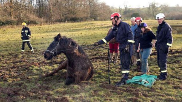 Firemen Rescue Horse from Mudslide