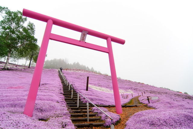 Japan’s Pretty Pink Park