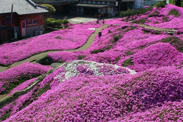 Japan’s Pretty Pink Park