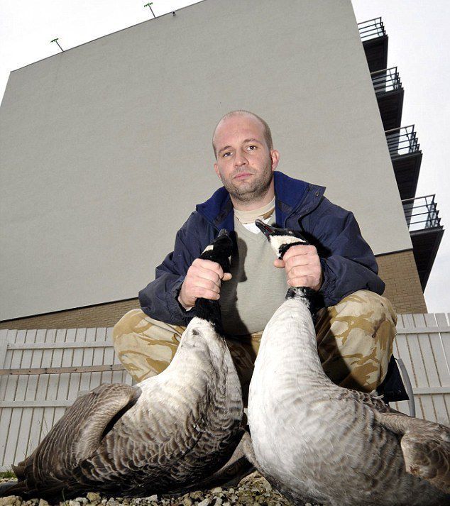 Migrating Geese Find Gray Wall To Be a Challenging Obstacle