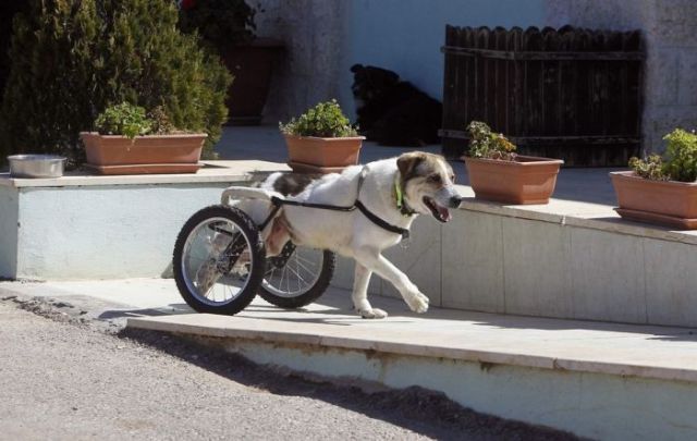 Cool Dog Gets His Very Own Set of Wheels