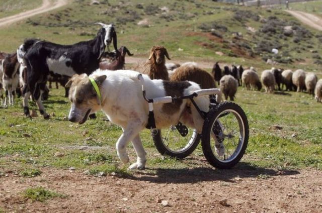 Cool Dog Gets His Very Own Set of Wheels