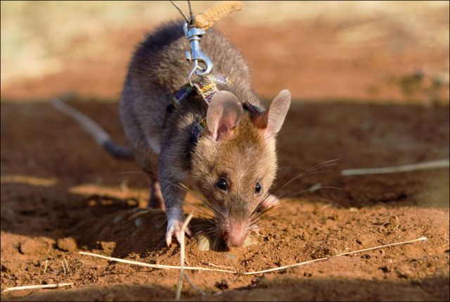 Rats Train as Bomb Squad Engineers