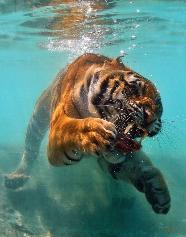 Amazing Photos Of Animals Caught In The Act 37 Pics