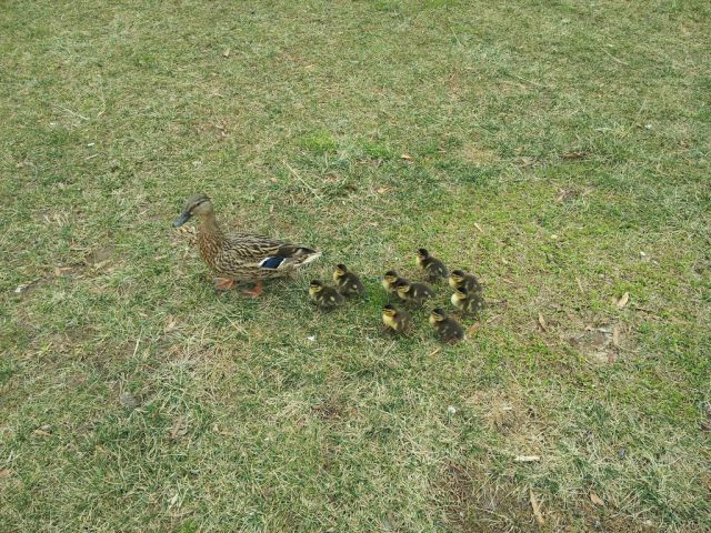 Ducklings Get VIP Treatment on Recent City Stroll!