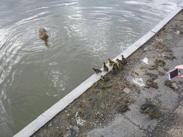 Ducklings Get VIP Treatment on Recent City Stroll!