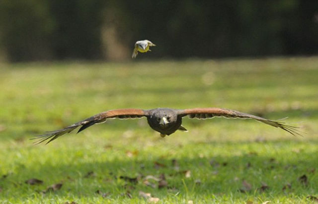 A Brave Tiny Bird Catches a Ride on a Giant Hawk