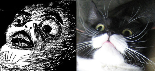 The Real Cats Behind the Cartoon Rage Faces