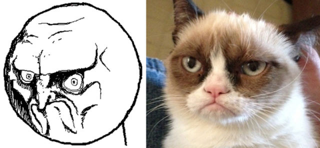 The Real Cats Behind the Cartoon Rage Faces (18 pics) - Izismile.com