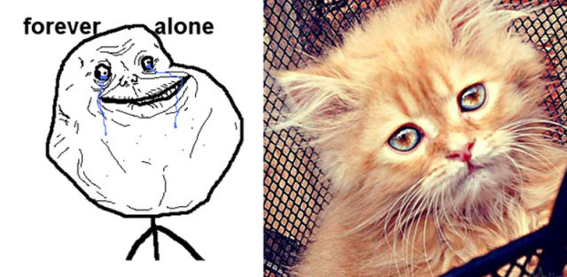 The Real Cats Behind the Cartoon Rage Faces