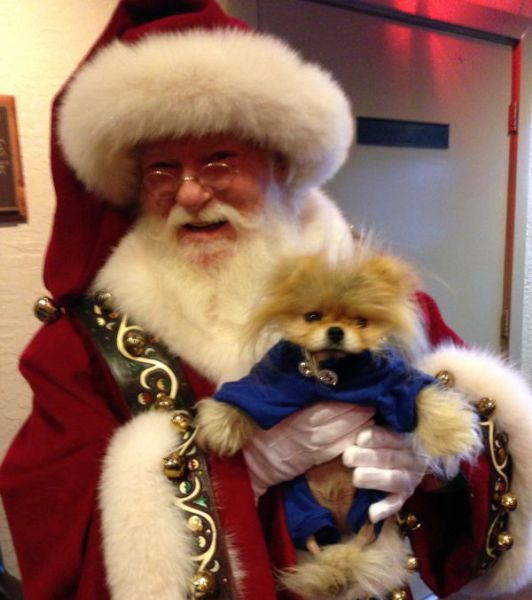 This Popular Pomeranian Has Many Celebrity Friends