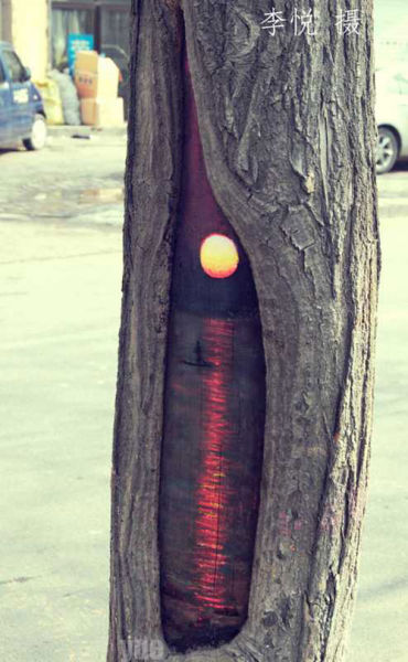 Painted Tree Holes are Inspired Works of Art