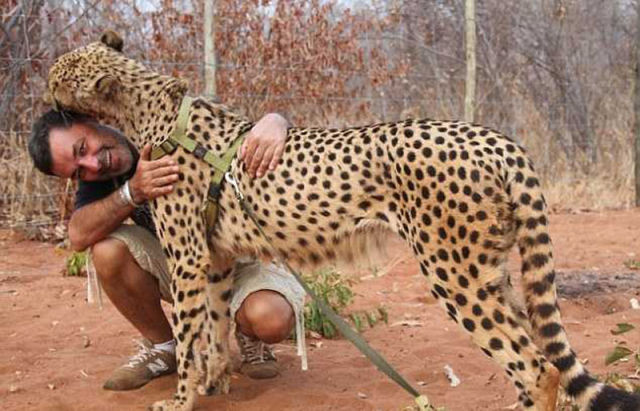 The Fearless Couple Who Play with Wild Cats