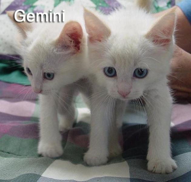 Cats Recreate the 12 Signs of the Zodiac