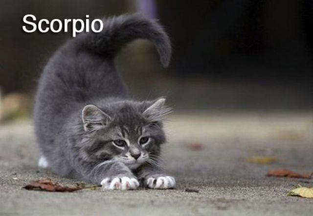 Cats Recreate the 12 Signs of the Zodiac