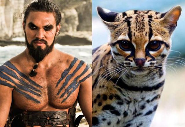 The Game of Thrones Cast as Cats