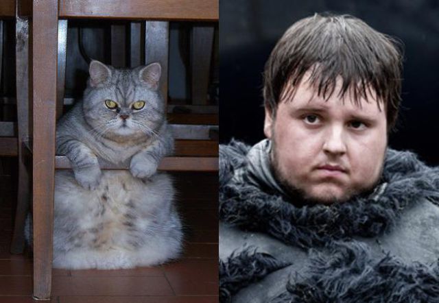 The Game of Thrones Cast as Cats