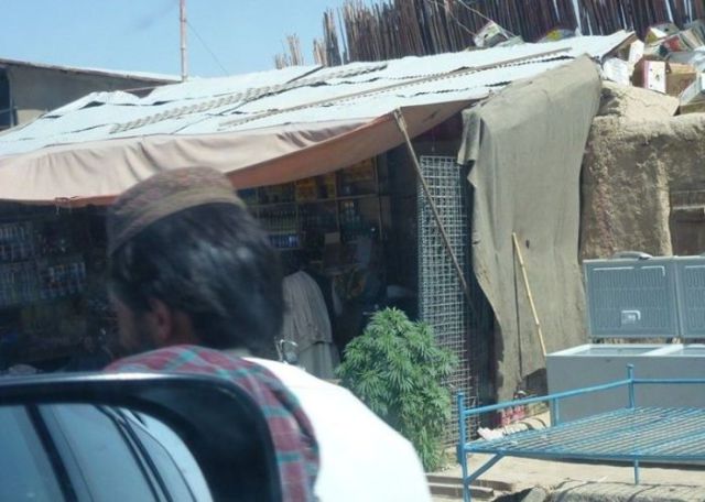 Afghanistan Streets Lined with Cannabis Plants