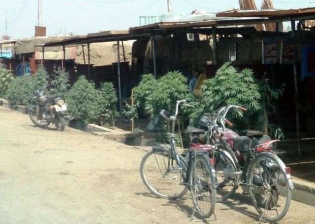 Afghanistan Streets Lined with Cannabis Plants